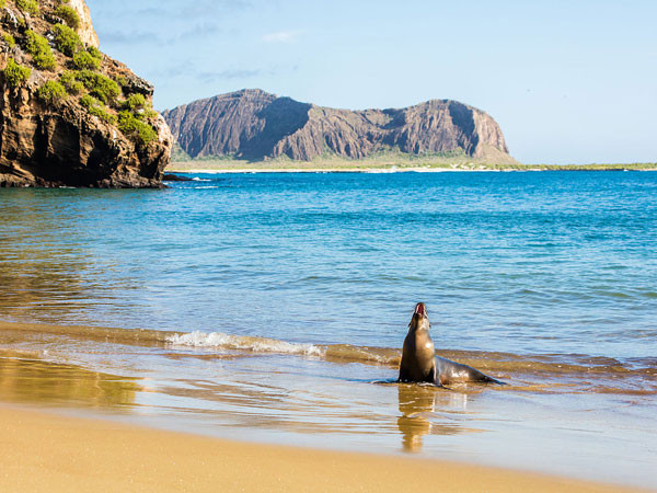 Starlink prepares to launch broadband in Ecuador